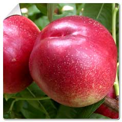 Nectarineiros e Pessegueiros arvores frutiferas
